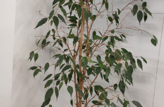 Причини опадання листя у фікуса після пересадки: основні фактори