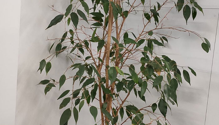 Причини опадання листя у фікуса після пересадки: основні фактори