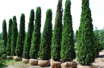 Причини та переваги вирощування дубів: екологія, деревина, краса