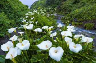Як швидко ростуть кали: найкращі поради для оптимального догляду
