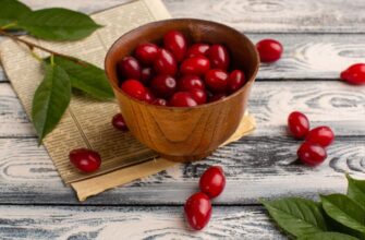 “Кизил: Які захворювання він може ефективно вилікувати?”