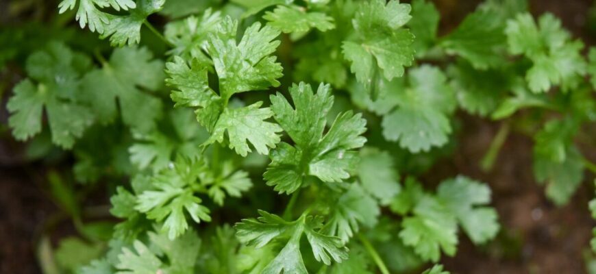 Коли садити кореневу петрушку у відкритий ґрунт: поради та строки