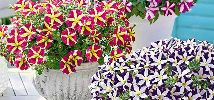 Оптимальний об’єм: Скільки ґрунту потрібно для розсади петунії?