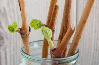 Все про живці винограду: визначення, види та основні особливості