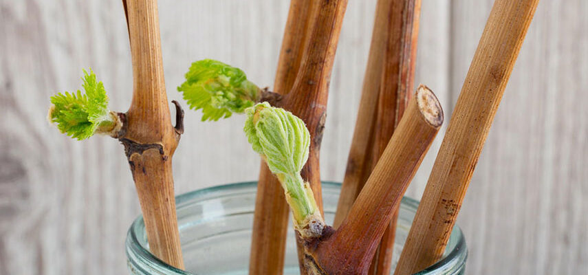 Все про живці винограду: визначення, види та основні особливості