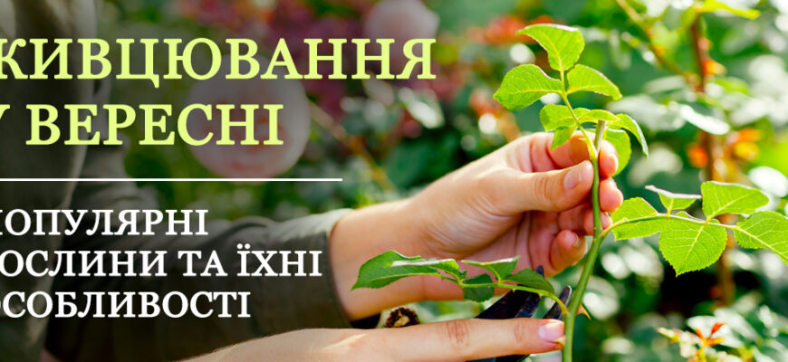 З яких рослин можна брати живці у вересні: гідний вибір для садівників