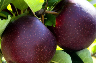 Смак яблук Чорний принц: характеристика та особливості сорту