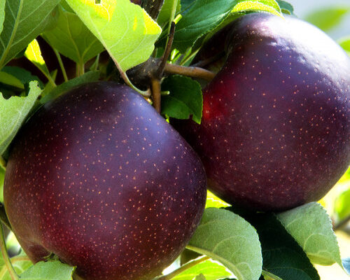 Смак яблук Чорний принц: характеристика та особливості сорту