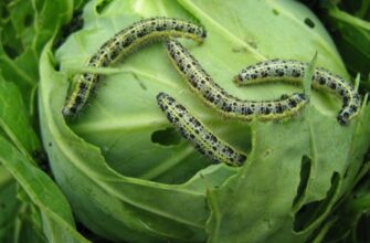 Як ефективно обробити сад від гусениць: кращі засоби та поради