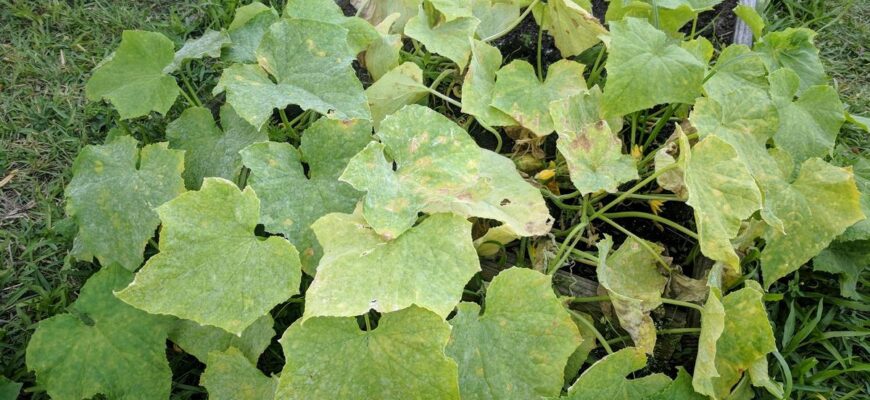 Чому листя огірків світлішає: основні причини та рішення