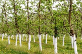 “Чому білити дерева немає сенсу: розвінчання міфу та альтернативи”