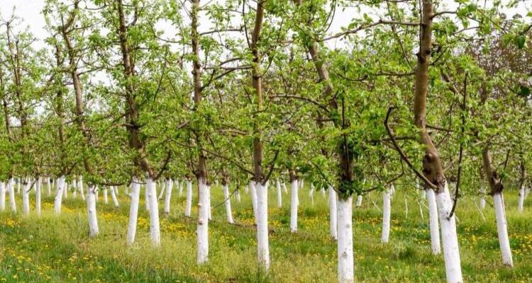 “Чому білити дерева немає сенсу: розвінчання міфу та альтернативи”