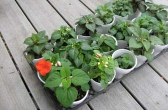 Правильна відстань для садіння бальзамінів: оптимальні рекомендації