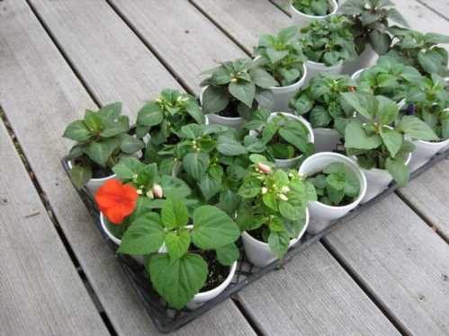 Правильна відстань для садіння бальзамінів: оптимальні рекомендації