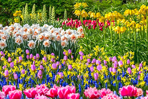 “Оптимальні сусіди для нарцисів: що садити поруч для краси та росту”