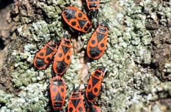 Чим і як правильно годувати клопа-солдатика вдома: корисні поради