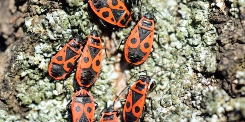 Чим і як правильно годувати клопа-солдатика вдома: корисні поради