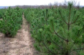 Ялина чи сосна: визначаємо, яке дерево міцніше для вашого проєкту