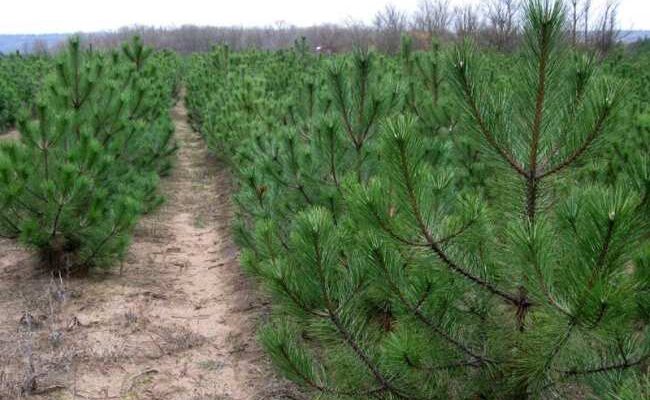 Ялина чи сосна: визначаємо, яке дерево міцніше для вашого проєкту