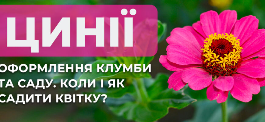 Де краще садити Цинію: поради для вибору місця та умов вирощування