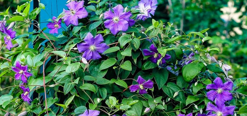 Що люблять клематиси: оптимальні умови для росту та догляду