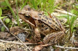 Жаби: основні місця проживання та найпоширеніші середовища існування