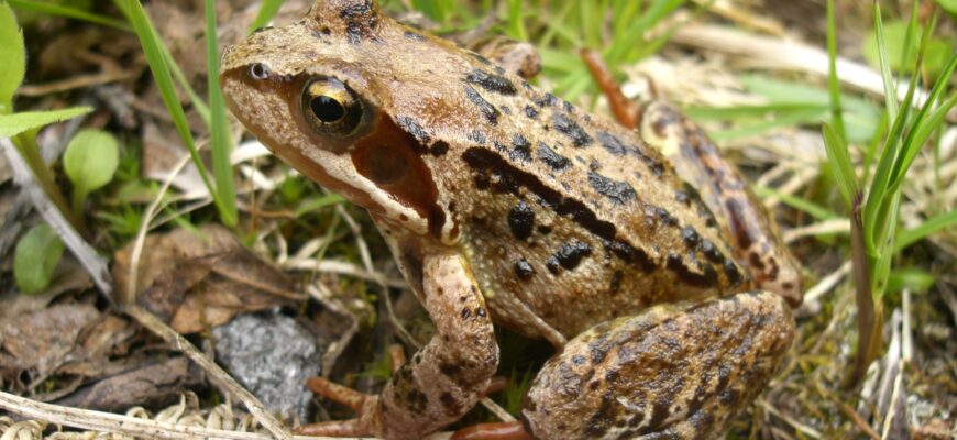 Жаби: основні місця проживання та найпоширеніші середовища існування