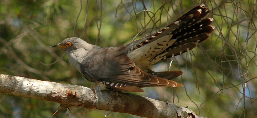 У якому місяці зозуля починає співати: дізнайся найкращий час!