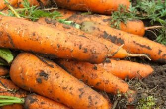 Оптимальний час для збирання моркви: коли копати, щоб зберегти врожай