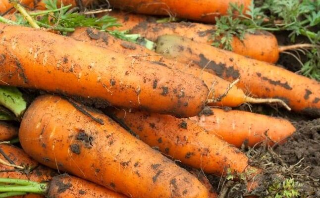 Оптимальний час для збирання моркви: коли копати, щоб зберегти врожай