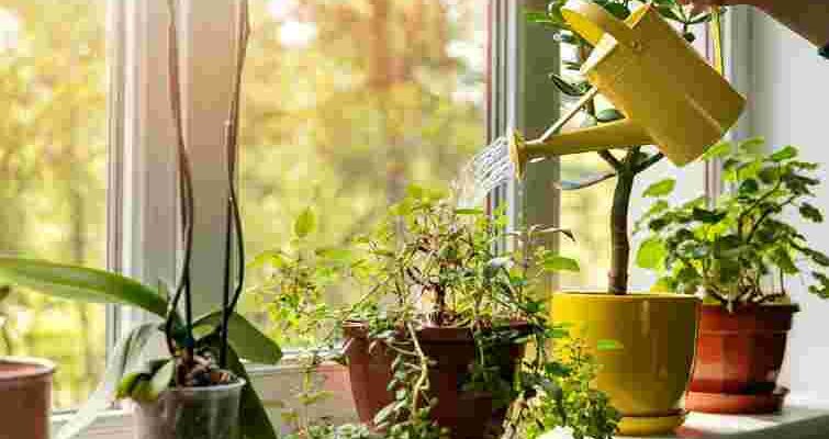 Як ефективно відновити та доглядати за в’янучими кімнатними рослинами