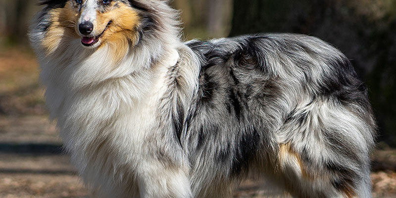 Хто такі “шерсть”? кого в інтернеті називають шерстю