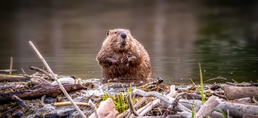 Чому бобри важливі: роль бобрів у збереженні та відновленні екосистем