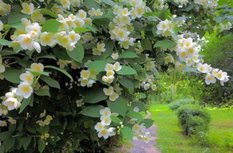 Оптимальне місце для посадки жасмину на вашій ділянці: рекомендації