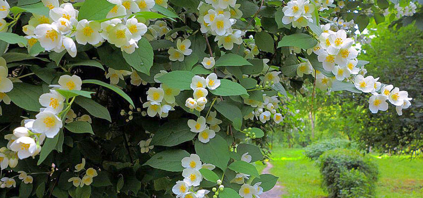 Оптимальне місце для посадки жасмину на вашій ділянці: рекомендації