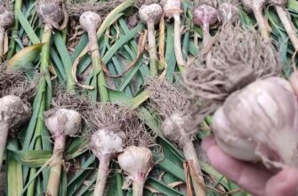 Оптимальні терміни викопування зимового часнику: як визначити готовність?