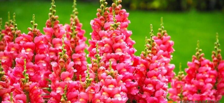 Скільки днів цвіте левиний зів: тривалість цвітіння рослини