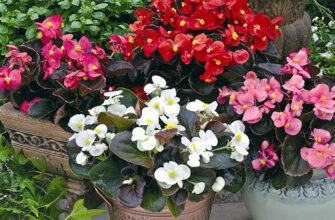 Листя бегонії Вічноквітучої: опис, особливості та догляд