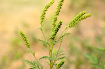 «Яка амброзія є найбільш алергенною: види та їх вплив на здоров’я»