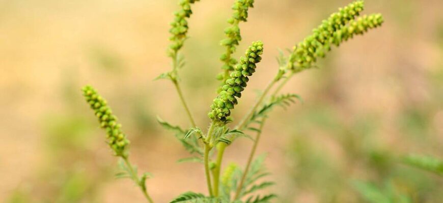 «Яка амброзія є найбільш алергенною: види та їх вплив на здоров’я»