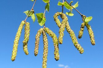 Користь березових сережок: здоров’я, лікування, народні рецепти