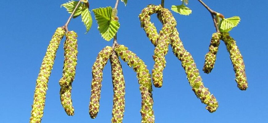 Користь березових сережок: здоров’я, лікування, народні рецепти