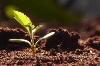 Як проводити аналіз ґрунту на важкі метали: покрокова інструкція