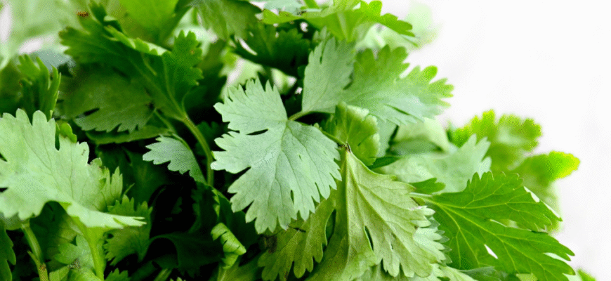 Вплив кінзи на здоров’я кишечника: користь та можливі ризики
