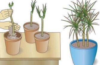 Як часто поливати драцену Маргіната: поради для здорового зростання