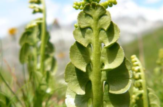 Назва рослини, що нагадує мандрагору: визначення та особливості