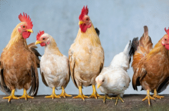 Як прискорити несучість курей: ефективні методи та поради експертів