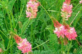 Коли цвіте еспарцет: терміни цвітіння після посіву та догляд