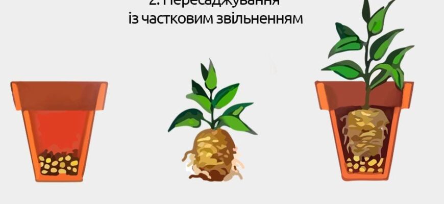 Як пересадити квітку: покрокове керівництво з маленького в більший горщик