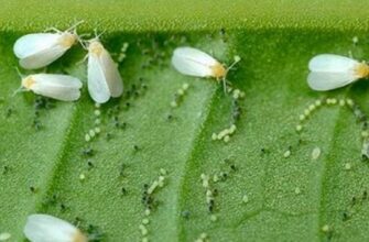 Ефективні засоби для обприскування рослин проти білокрилки: поради эксперта